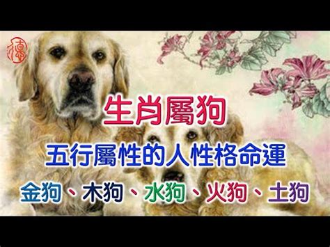 屬狗的|屬狗的五行屬什麼 揭秘「不同屬性」的屬狗人性格